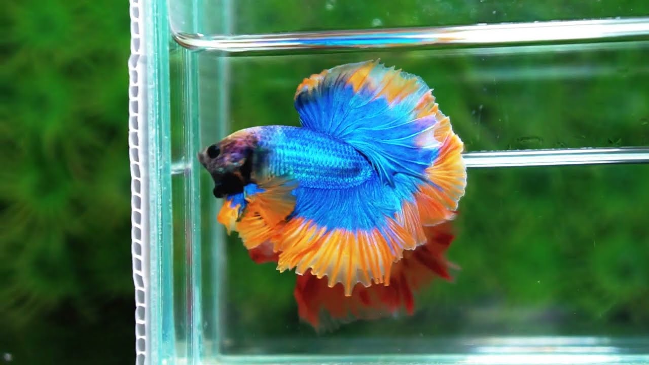 Betta fish OHM Rosetail Grizle Mustard Butterfly