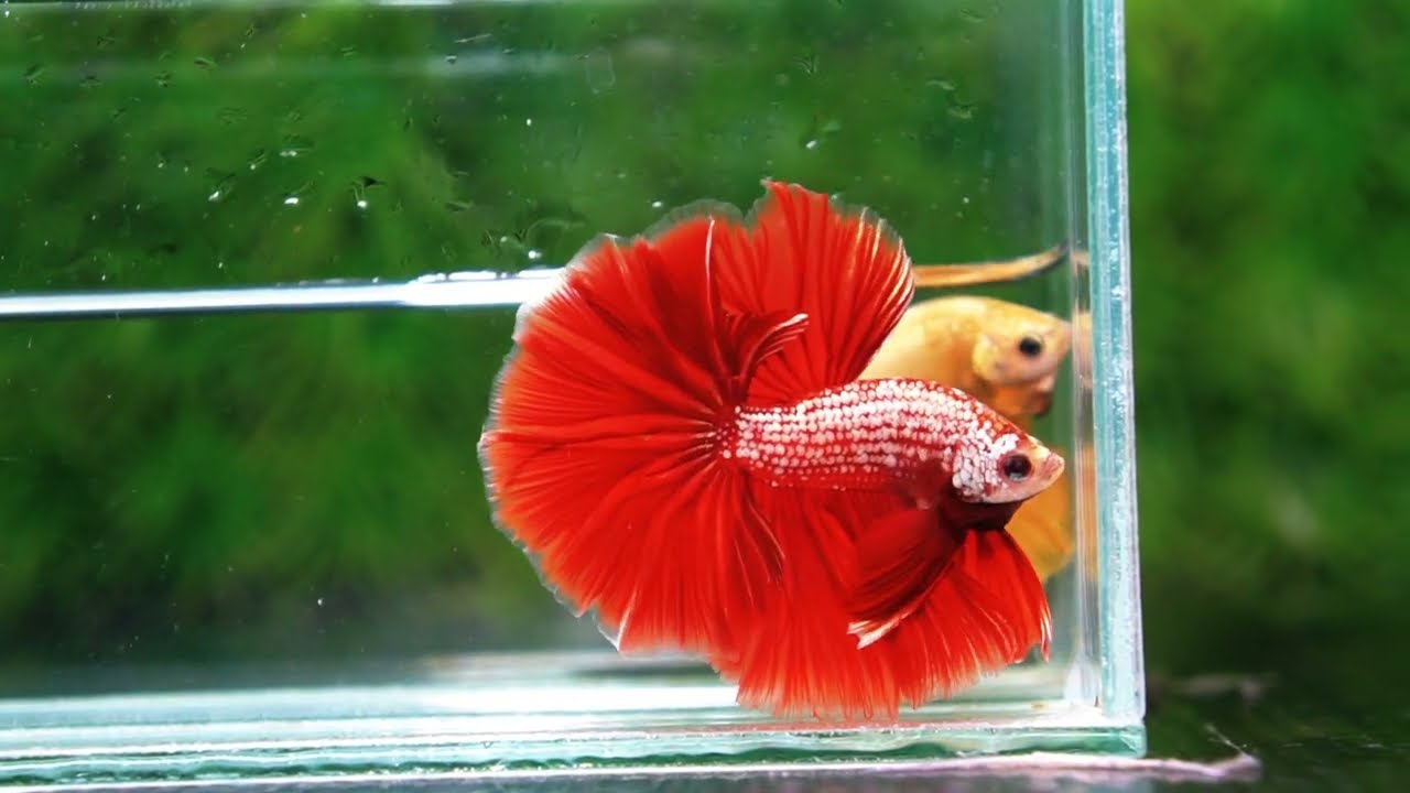 Betta fish OHM Red Gold Dragon Galaxy Sky Hawk