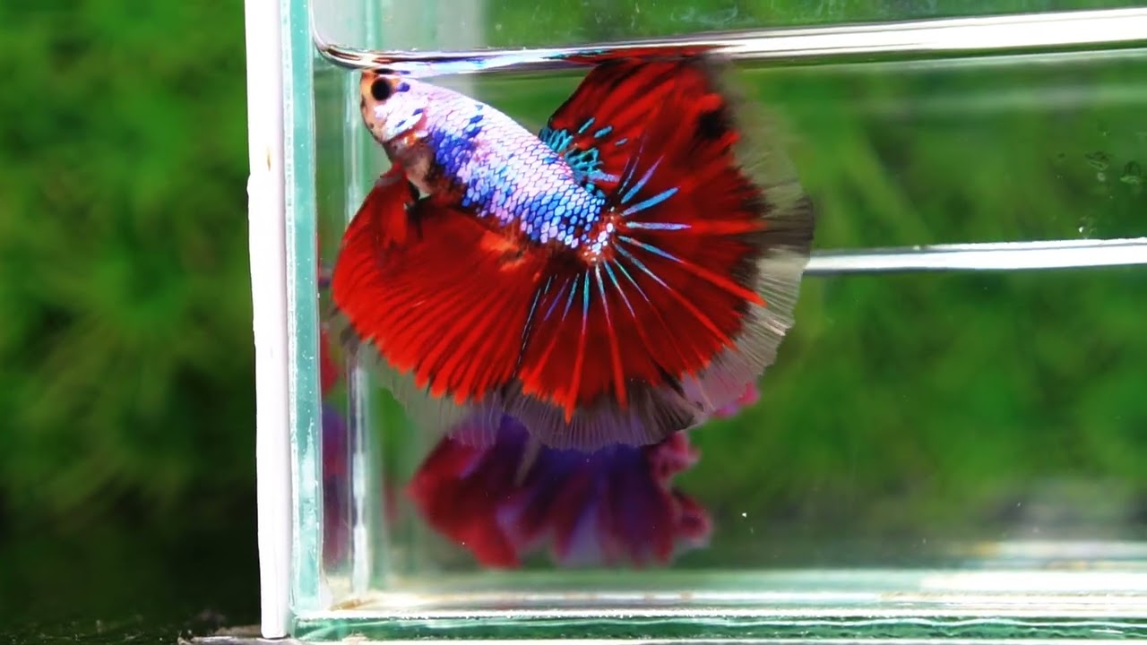 Betta fish OHM Fancy Red Evil Ring tail