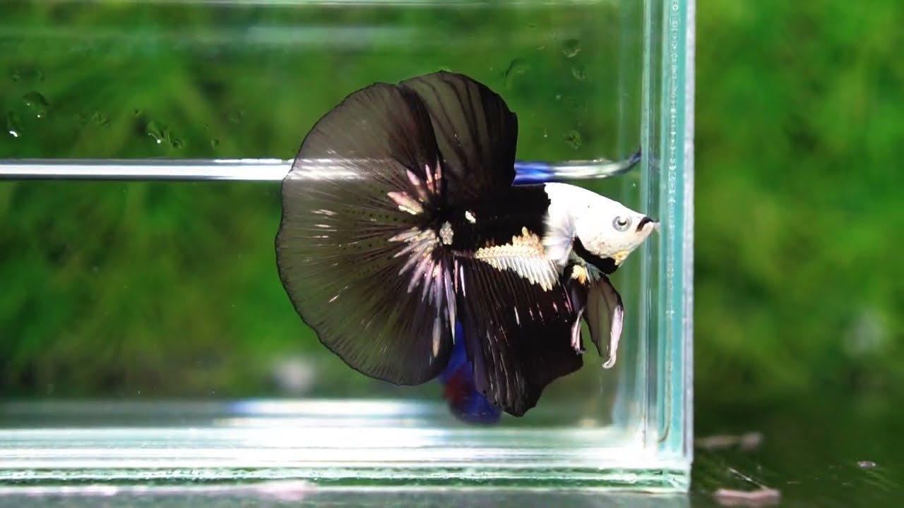 Betta fish Premium Helmet Shadow Black Black Star Samurai HM (Ultra Rare)