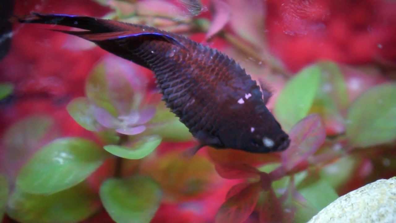 Betta fish with dropsy