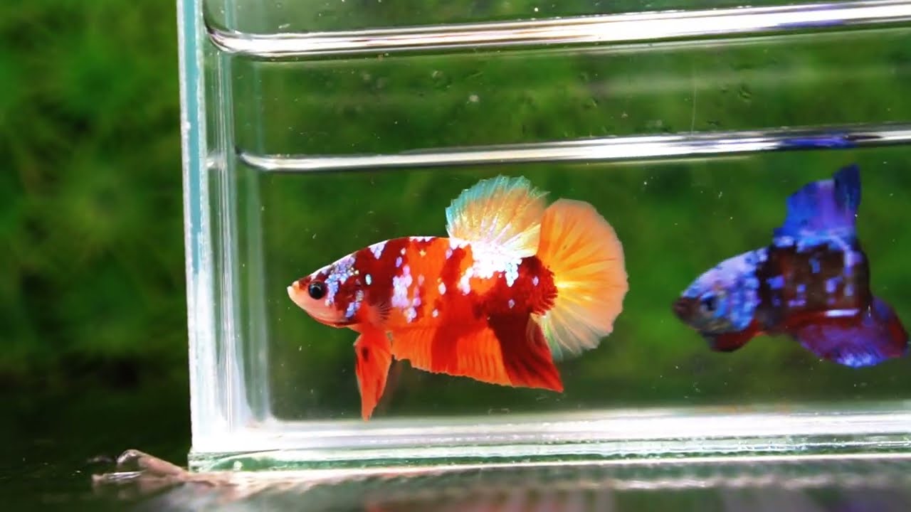 Betta fish HMPK Nemo Full Galaxy