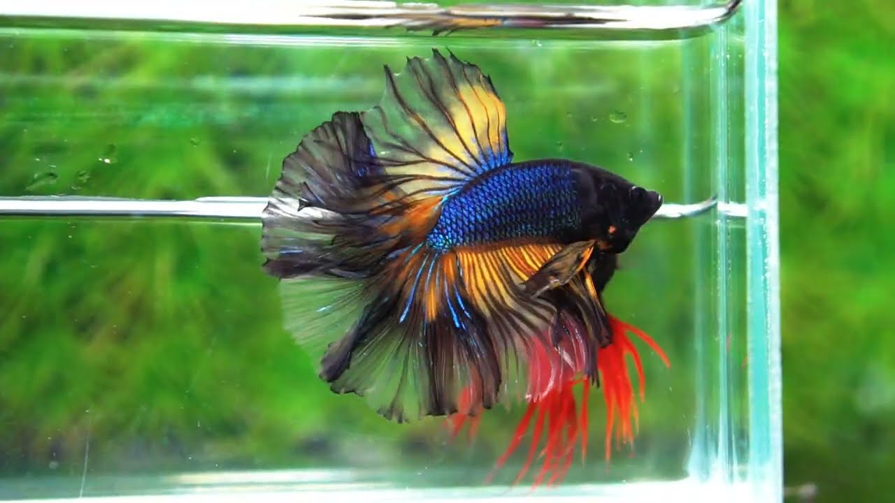 Betta fish Black Pumpkin Mustard Gas Sky Hawk OHM