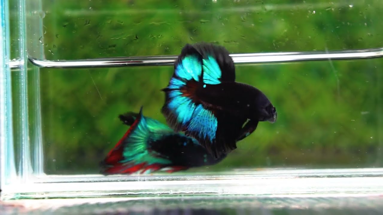 Betta fish OHM Light in The Dark Black Ring ( Rare & Competition)