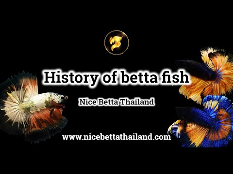 History of betta fish