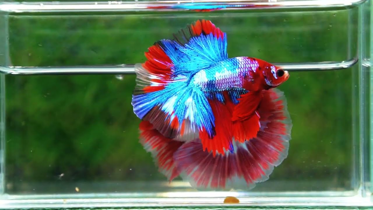 Betta fish Fancy Red Koi Sky Hawk OHM
