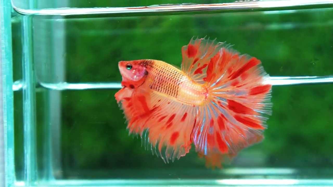 Betta fish OHM Amageddon Meteor Black Net