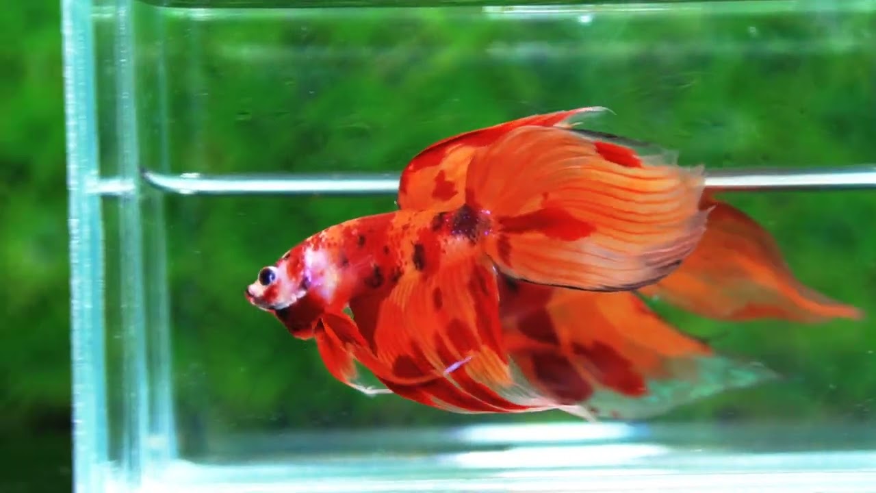 Betta fish Blaze Burn Fier VT
