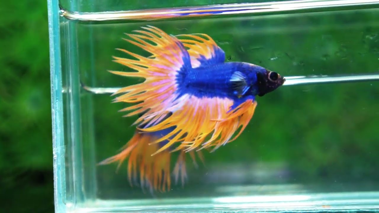 Betta fish CT Grizzle Blue Mustard