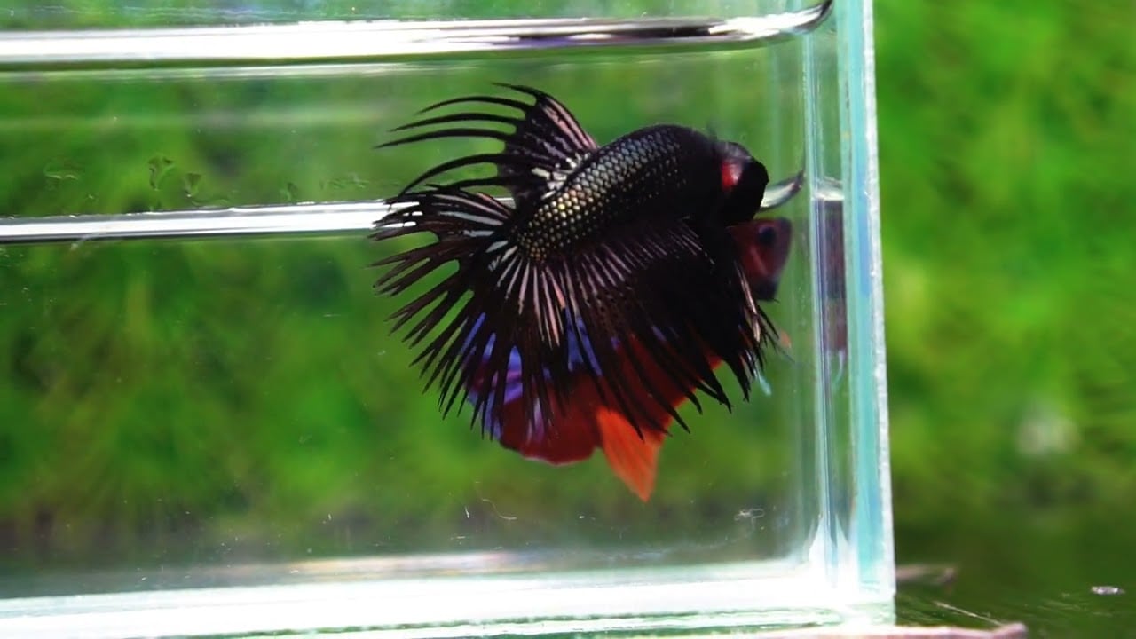 Betta fish CT Dark Black Orchid