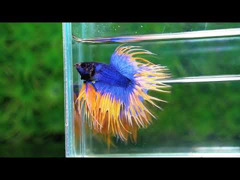 Betta fish CT Grizzle Mustard Blue Dot tail