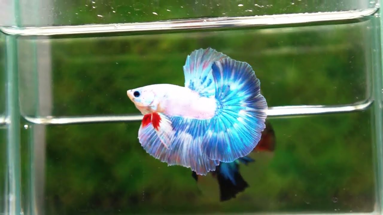 Betta fish OHM The Sky Blue Angle Ring