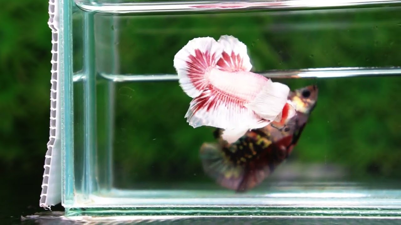 OHMPK Bloodseker Dragon Dumbo