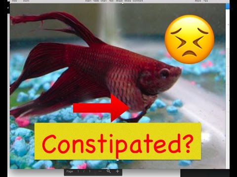 How to Fix Constipation in Bettas - Bettas 4 Life