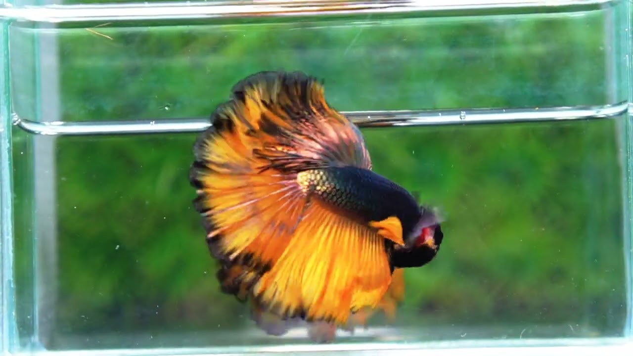 Betta fish Copper Mustard Gas Hawk Rosetail OHM