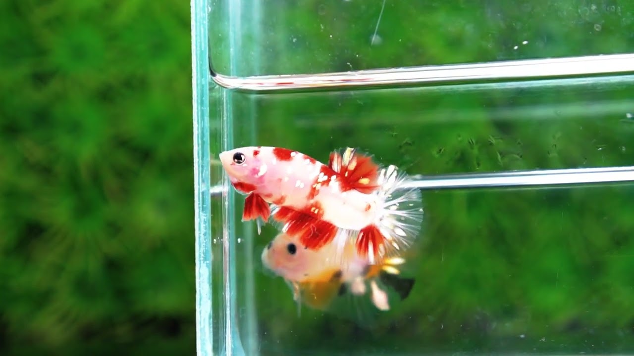 Betta fish HMPK Sparkle Santa Claus Copper Galaxy