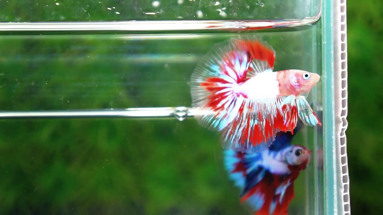 Betta fish OHM Kyokujitsu-ki flag Half Armor (Ultra Rare)