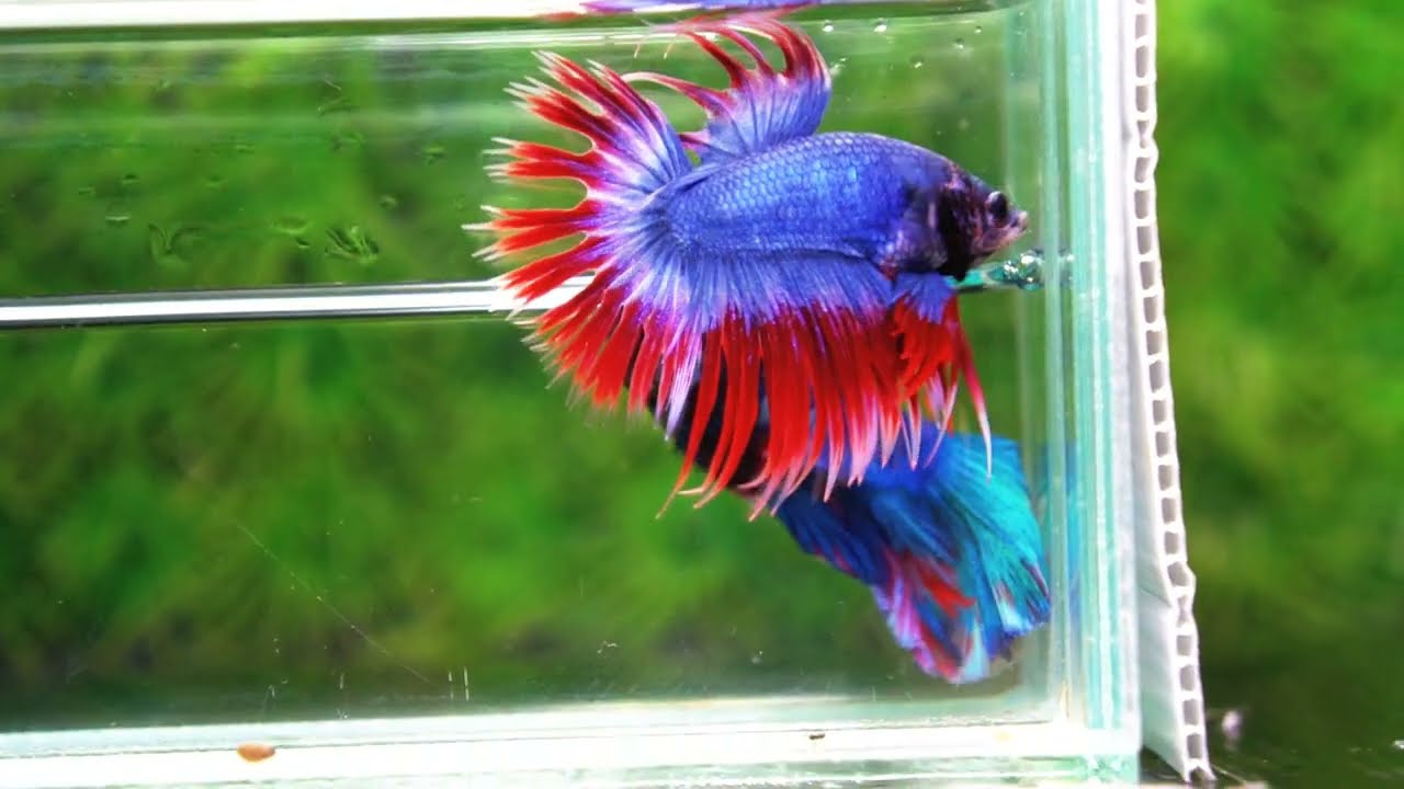 Betta fish CT Thailand Flag Triple Rays