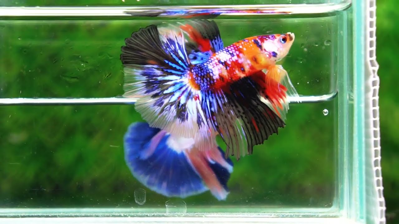 Betta fish HM Multicolor Candy Nemo Hawk