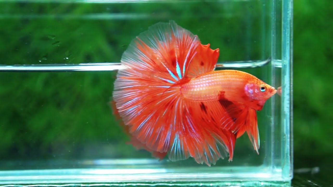 Betta fish Big Armageddon Meteror Sky Hawk OHM
