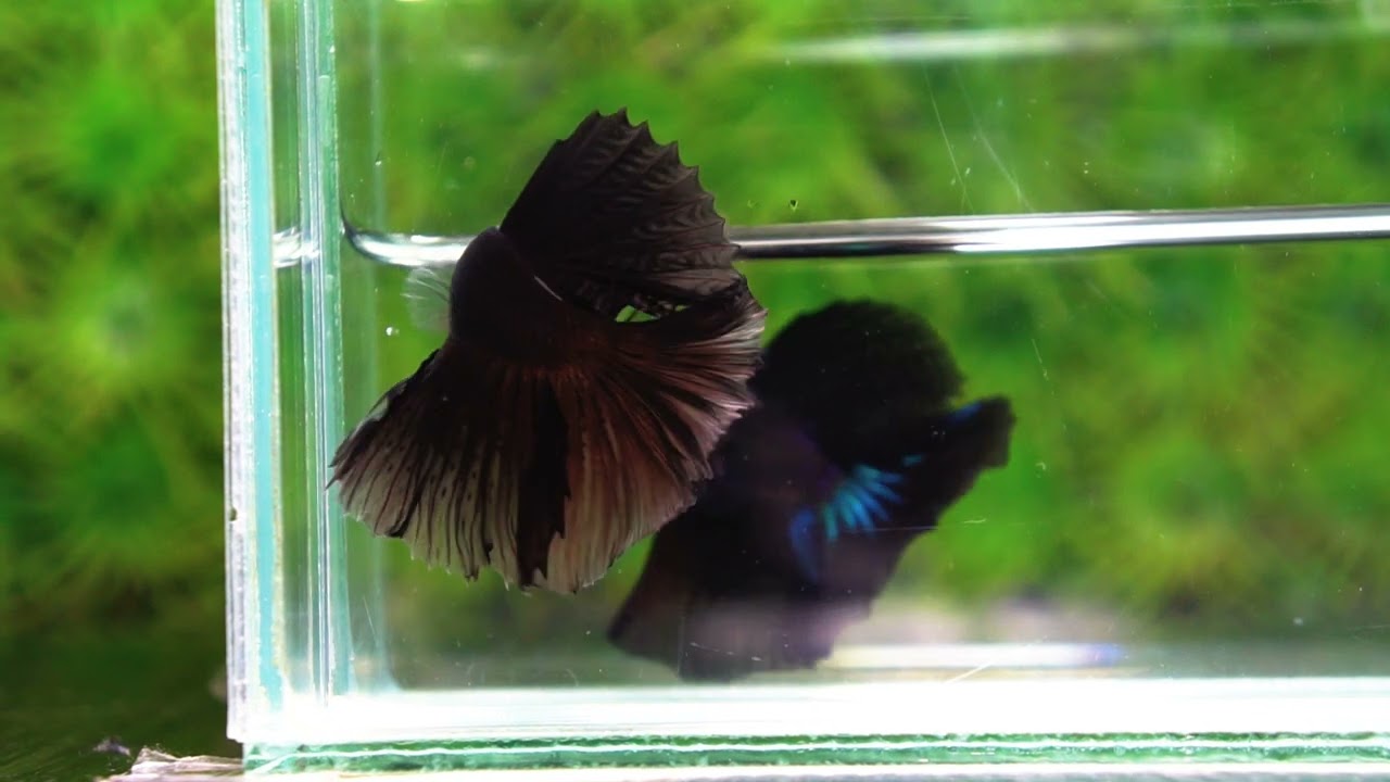 Betta fish Super Black Hole Sky Hawk OHM