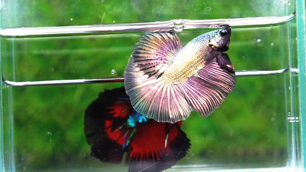 Betta fish OHM Classic Copper Gold