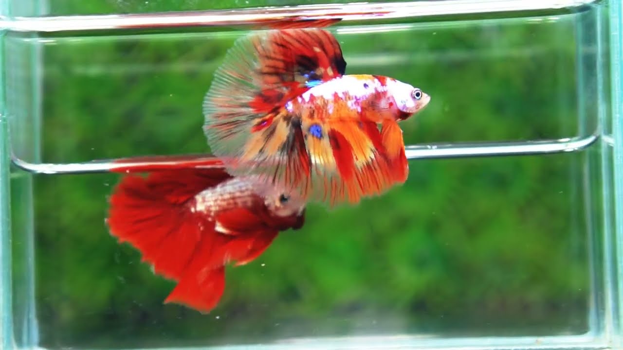 Betta fish HM Multicolor Candy Nemo Yellow Base