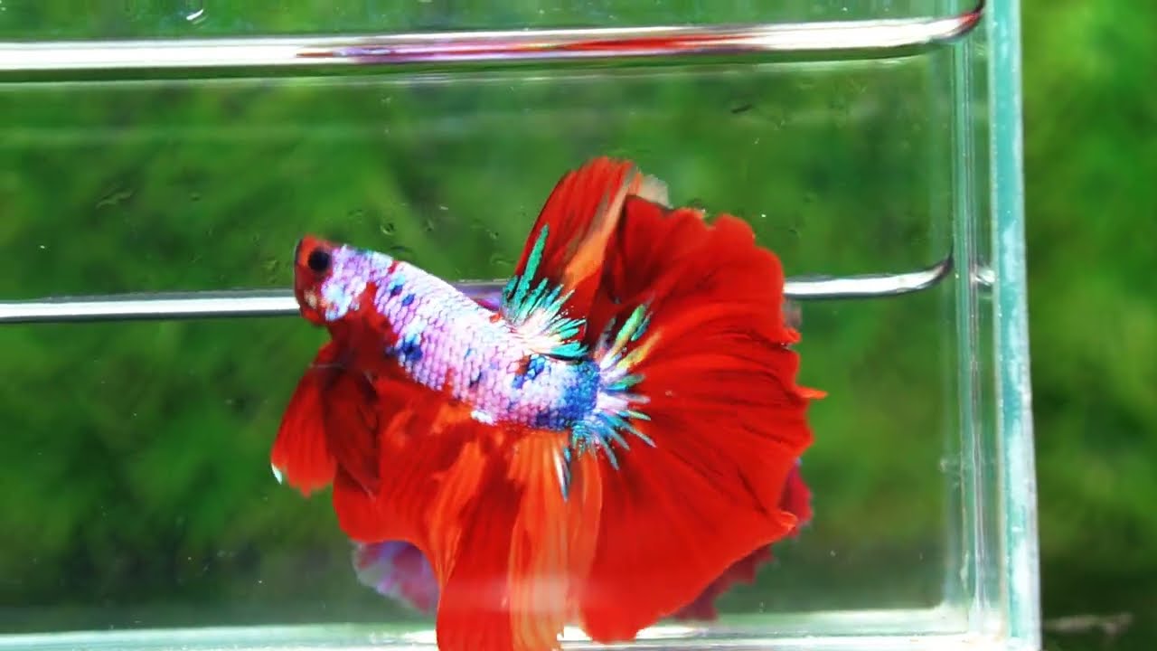 OHM Fancy fier Multicolor