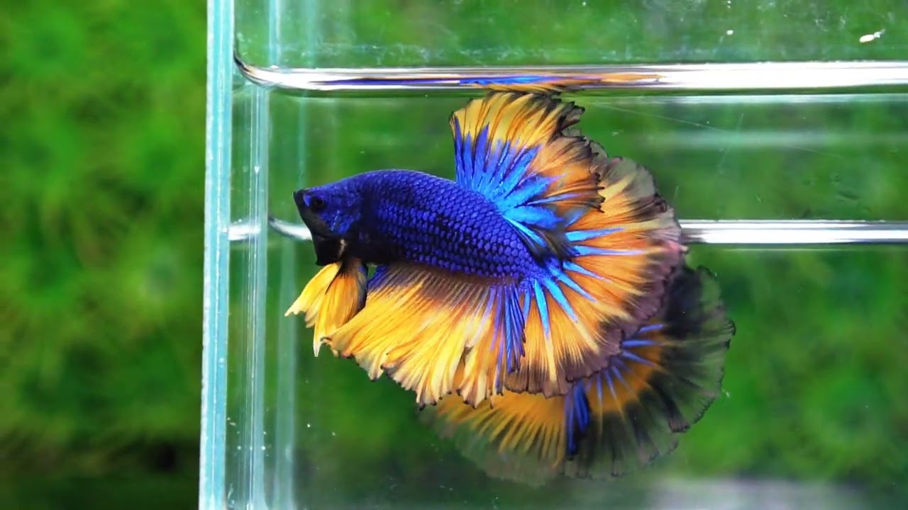 Betta fish Classic Blue mustard Gas Rosetail (OHM)