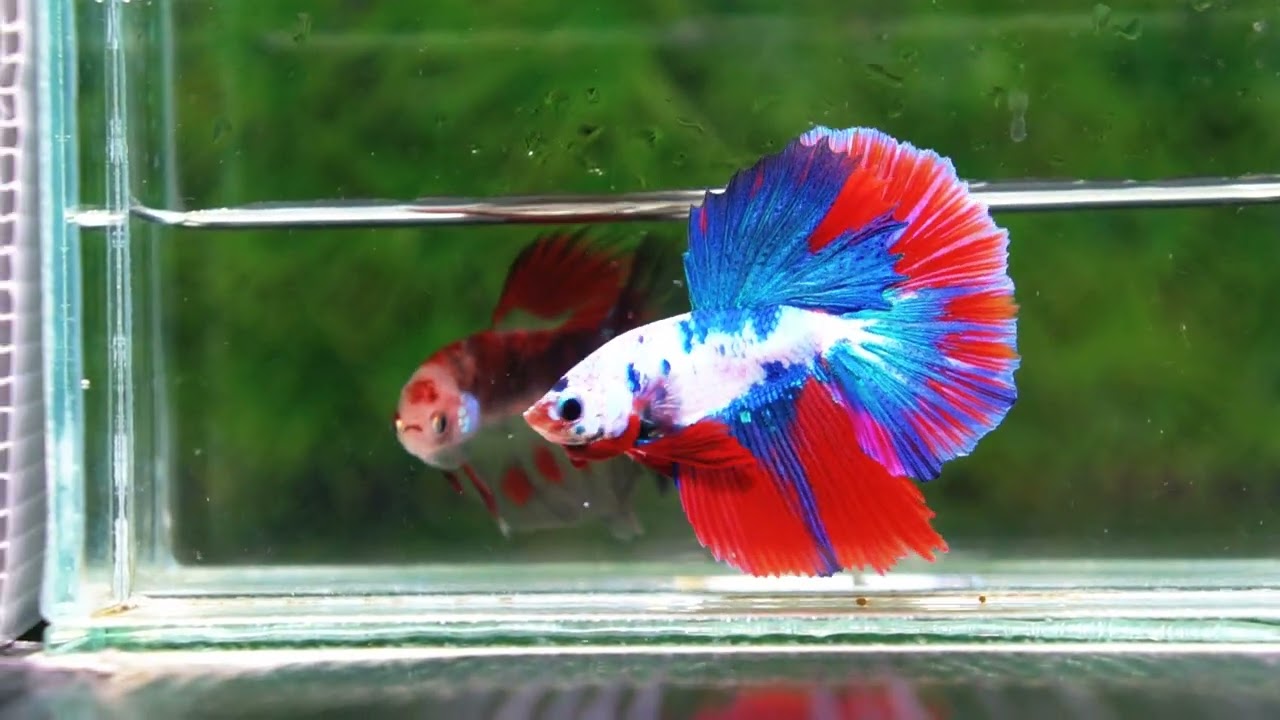 Betta fish HM Fancy Catain America