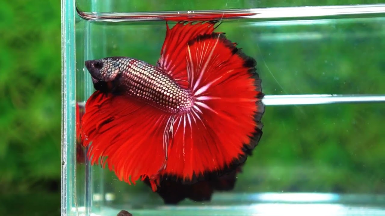 Betta fish King Hell Copper Black Ring Sky Hawk (Very Large) OHM