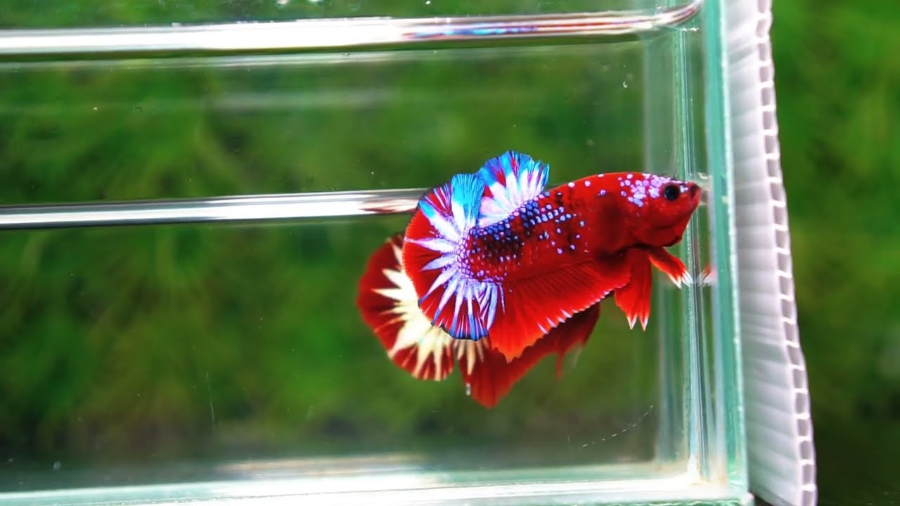 Betta fish OHMPK Hell boy Fancy Star tail