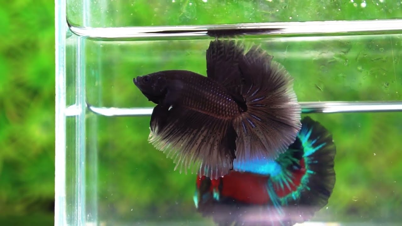 Betta fish Super Black Hole Hawk OHM
