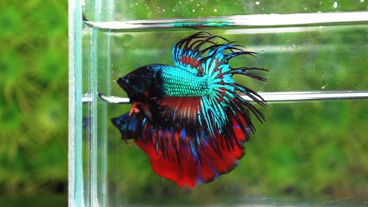 Betta fish CT Emerald Candy Nemo