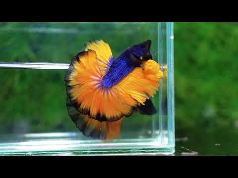 Betta fish Blue Black Head Pumpkins Mustard Gas Hawk OHM