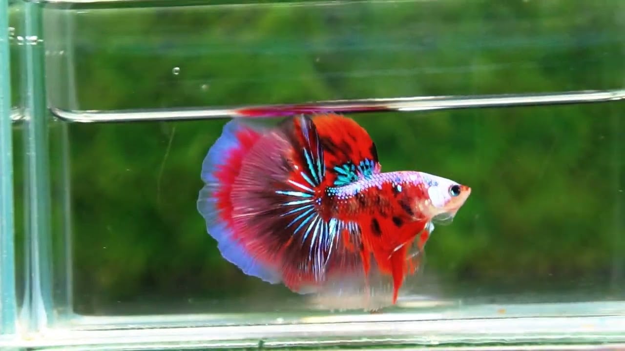 Betta fish OHM Samurai Tiger Halloween
