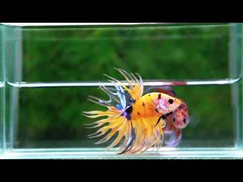 Betta fish Betta fish CT Yellow Tiger Koi