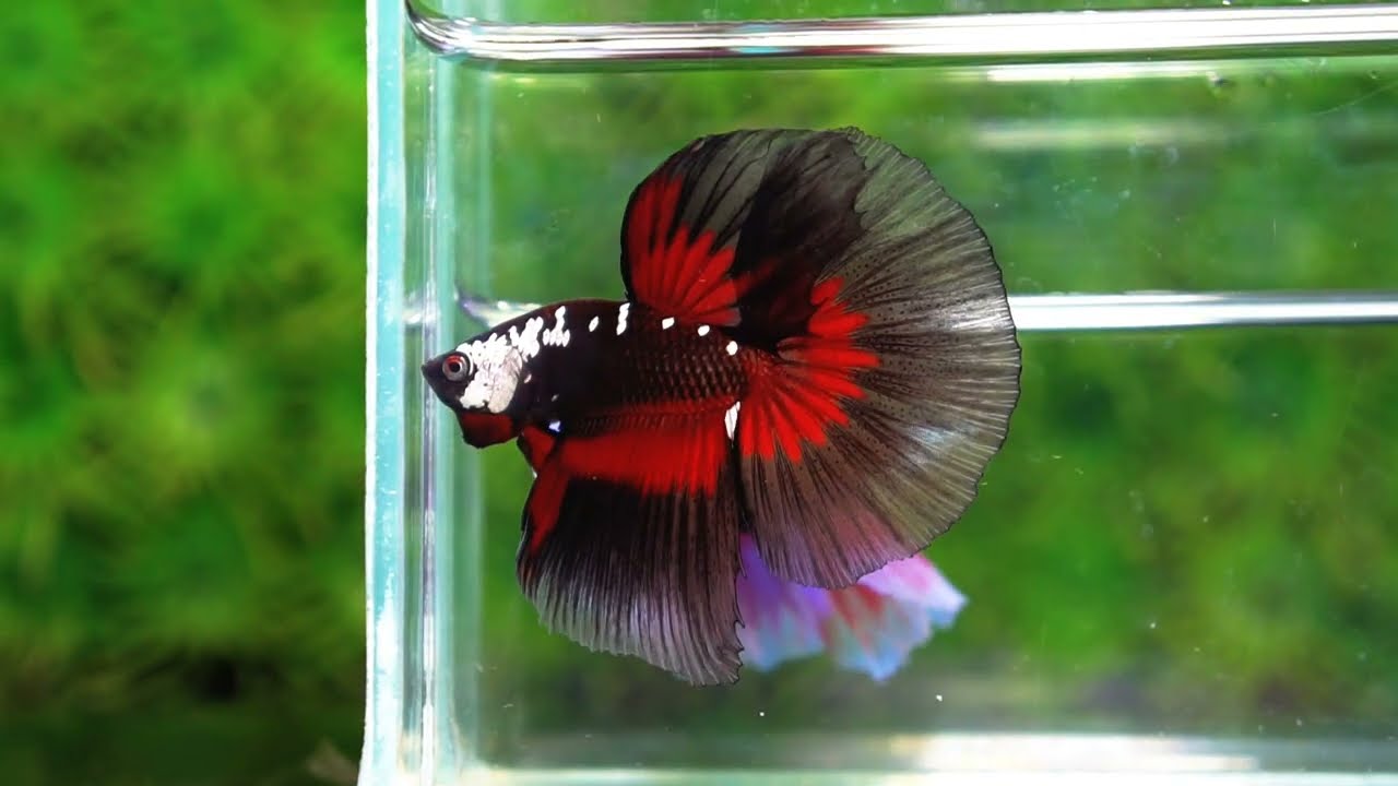 Betta fish VamPire Black Samurai Butterfly (HM Rare)
