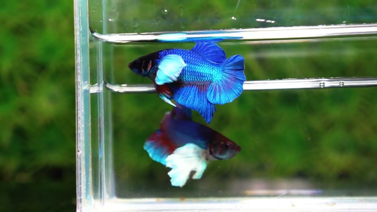 Betta Fish Sapphire Blue Metallic Dumbo (HMPK)