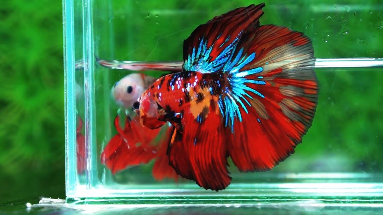 Betta fish King Multicolors Candy Star OHM