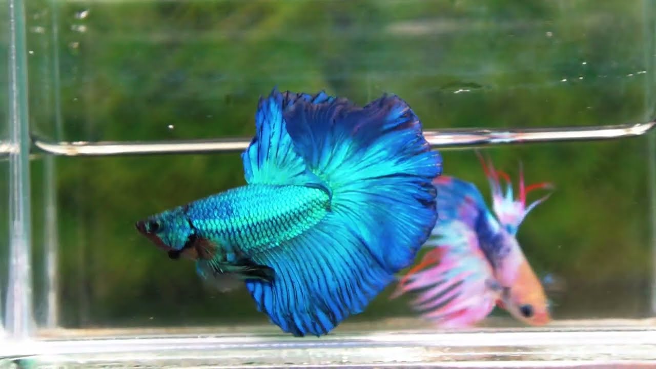 Betta fish OHM Green Turquoise Rosetail