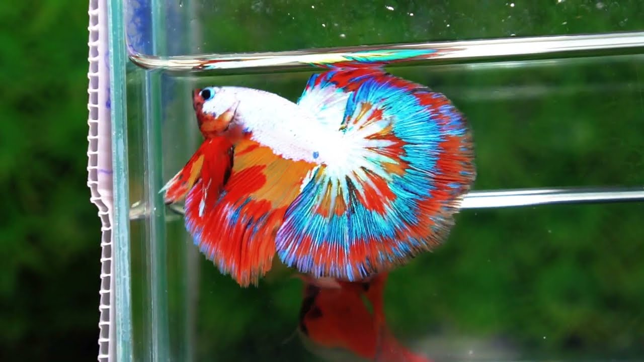 Betta Fish Multicolor NBT Tri-Color Tail