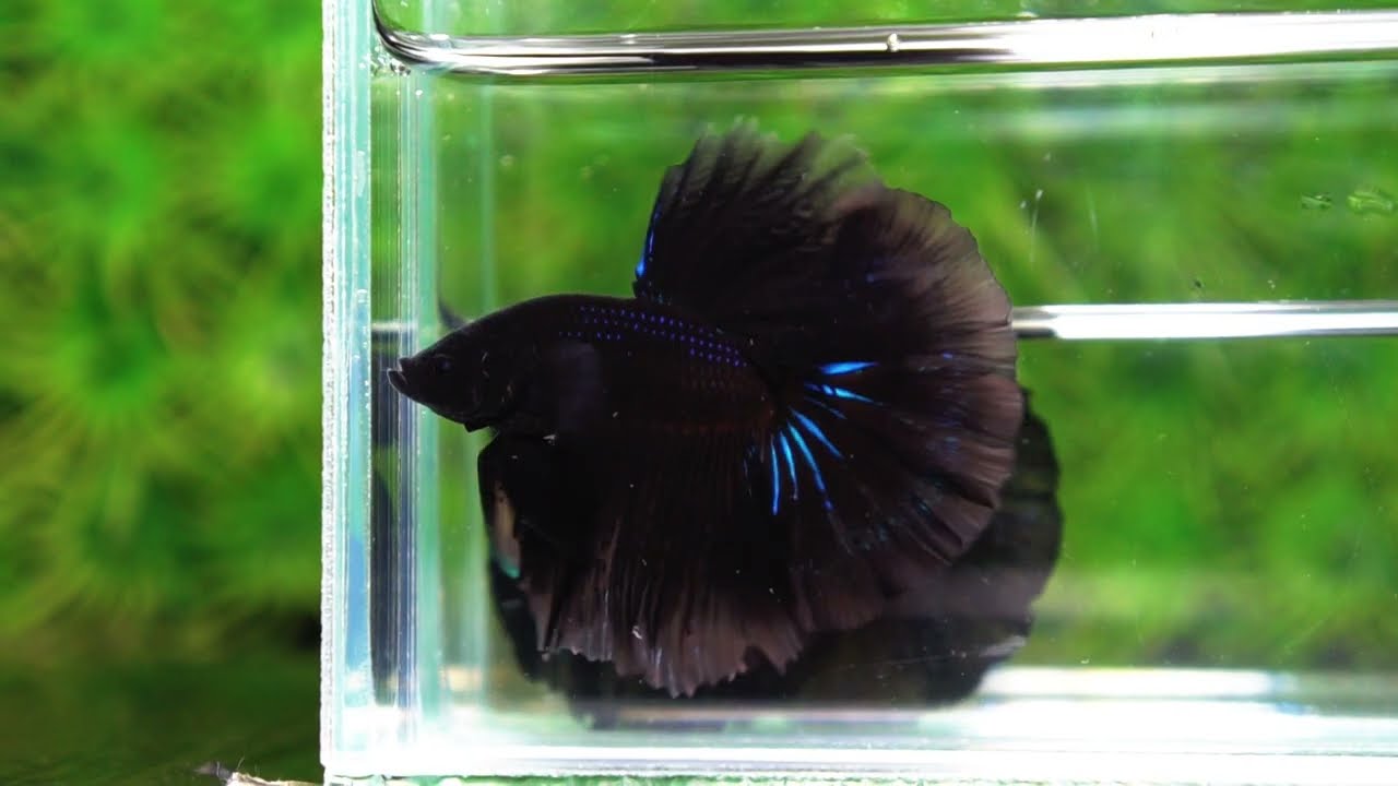 Betta fish Black Blue Light Hawk HM