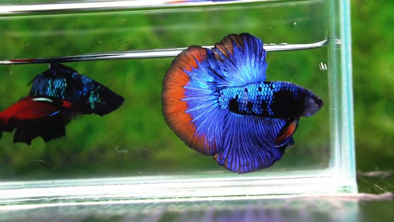 Betta fish HM Dark Blue Avatar Holloween Ring
