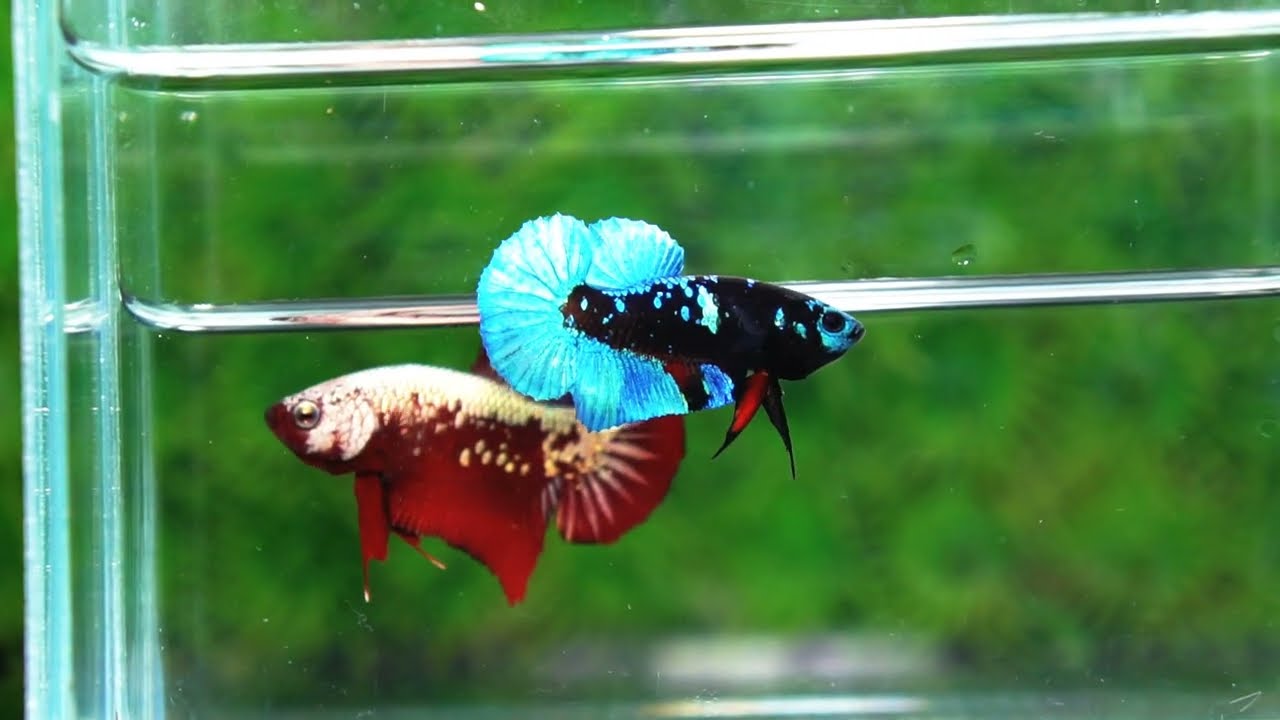 Betta fish Helmet Blue Black Star Avatar HMPK