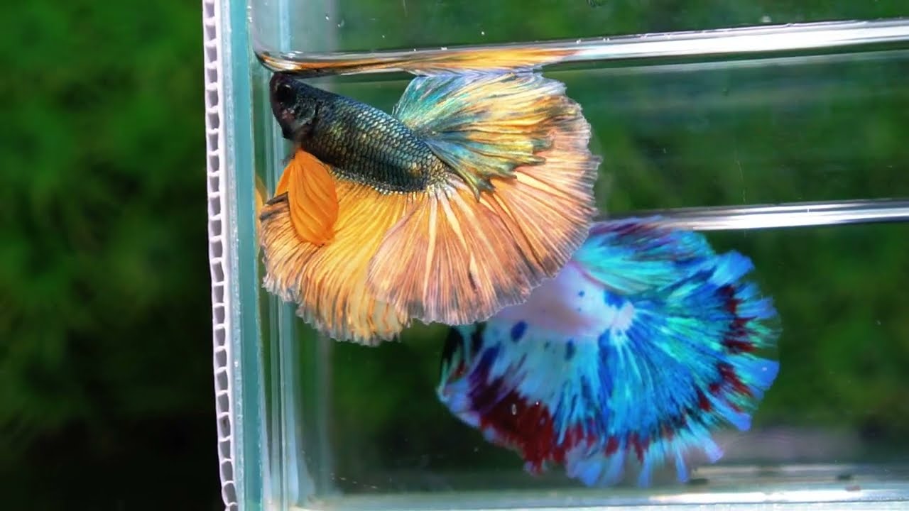 Betta fish OHM Copper Iron Musttard Sky Hawk