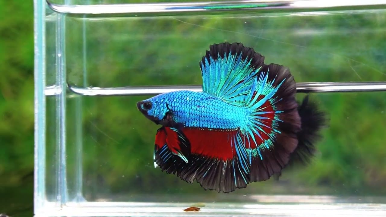 Betta fish Blue Peacock Black Ring OHM