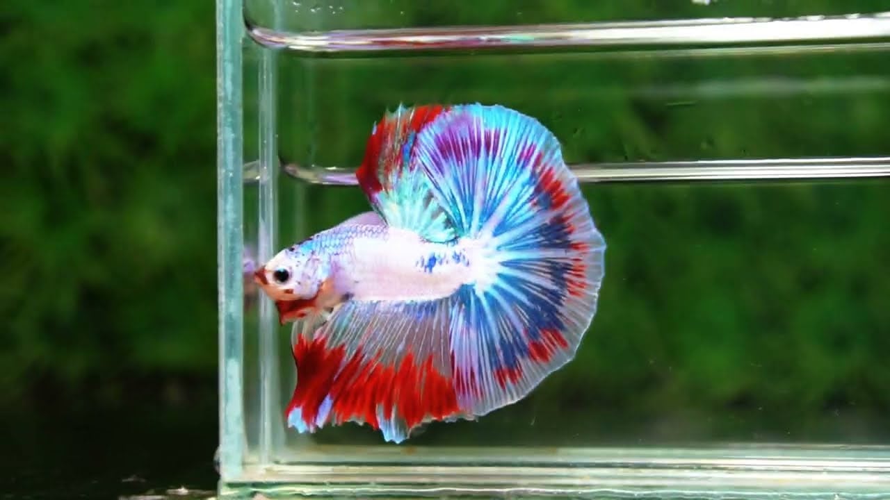 Betta fish OHM Fancy Captian America Sky Hawk