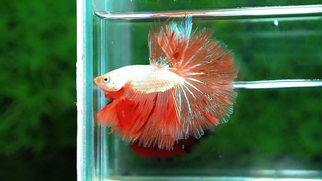 Betta Fish Armageddon Mateor Platinum Dragon OHM