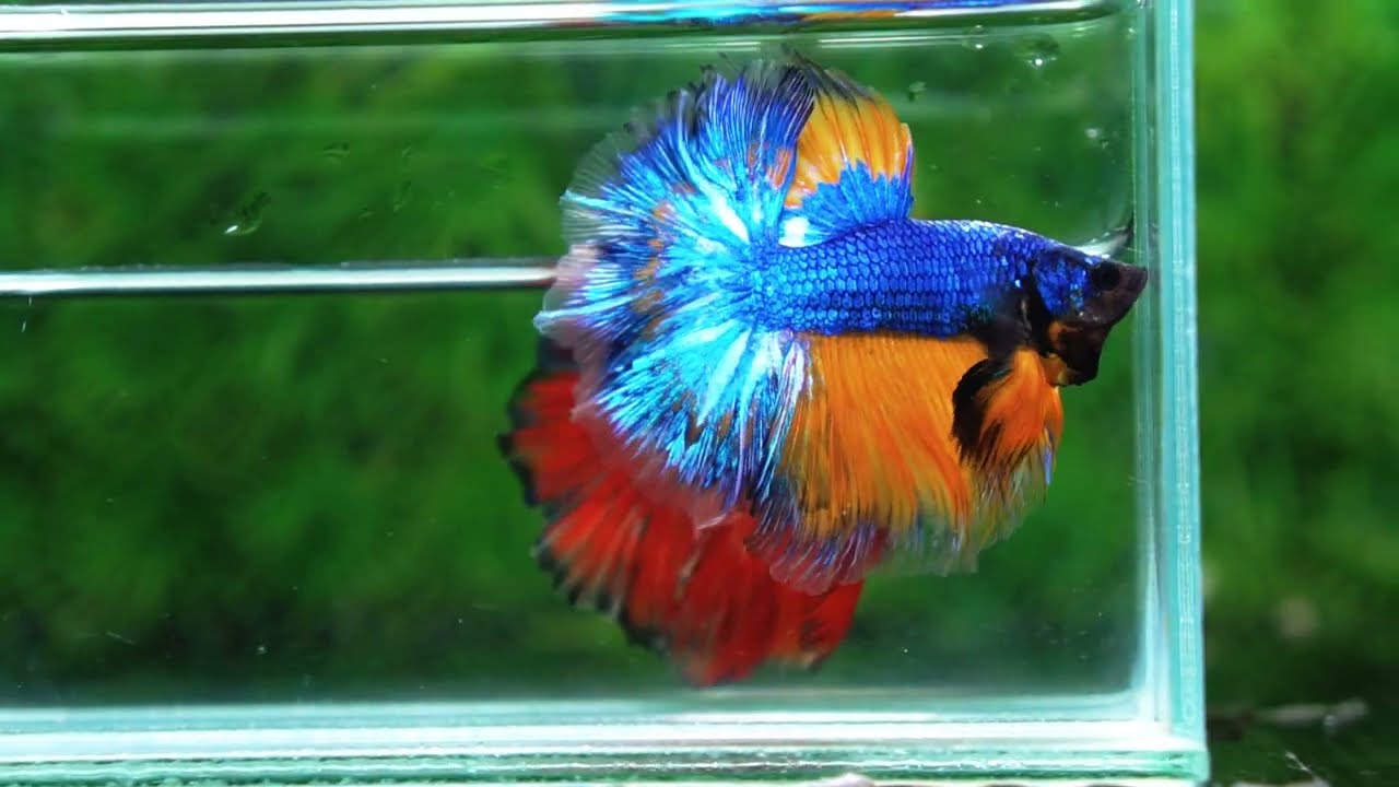 Betta fish Blue Dragom Mustard Gas Hawk OHM
